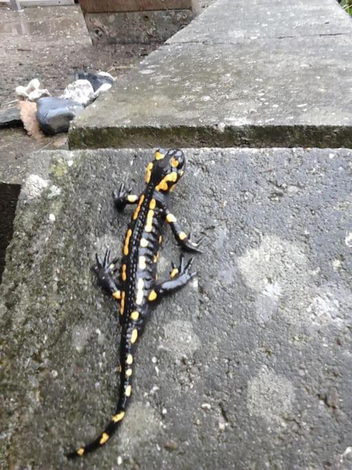 Apartment Salamander